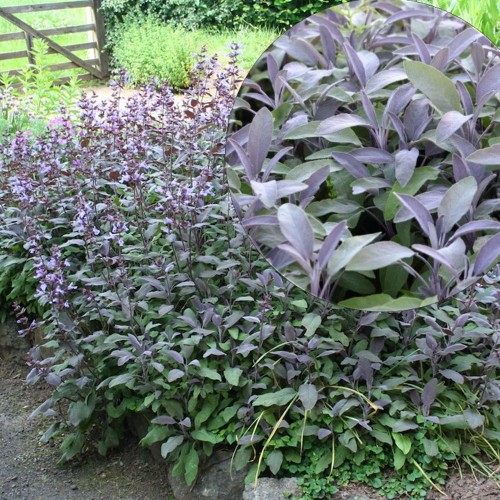 Salvia officinalis 'Mandala® Purpur' - Aedsalvei 'Mandala® Purpur' P9/0,55L